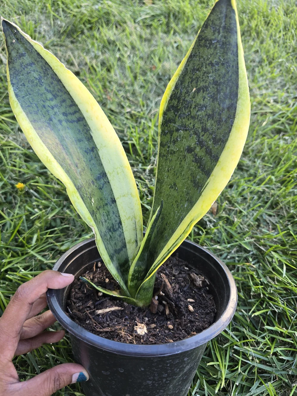 Sansevieria (Snake Plant) with Yellow-Edged Green Leaves - Indoor/Outdoor Plant